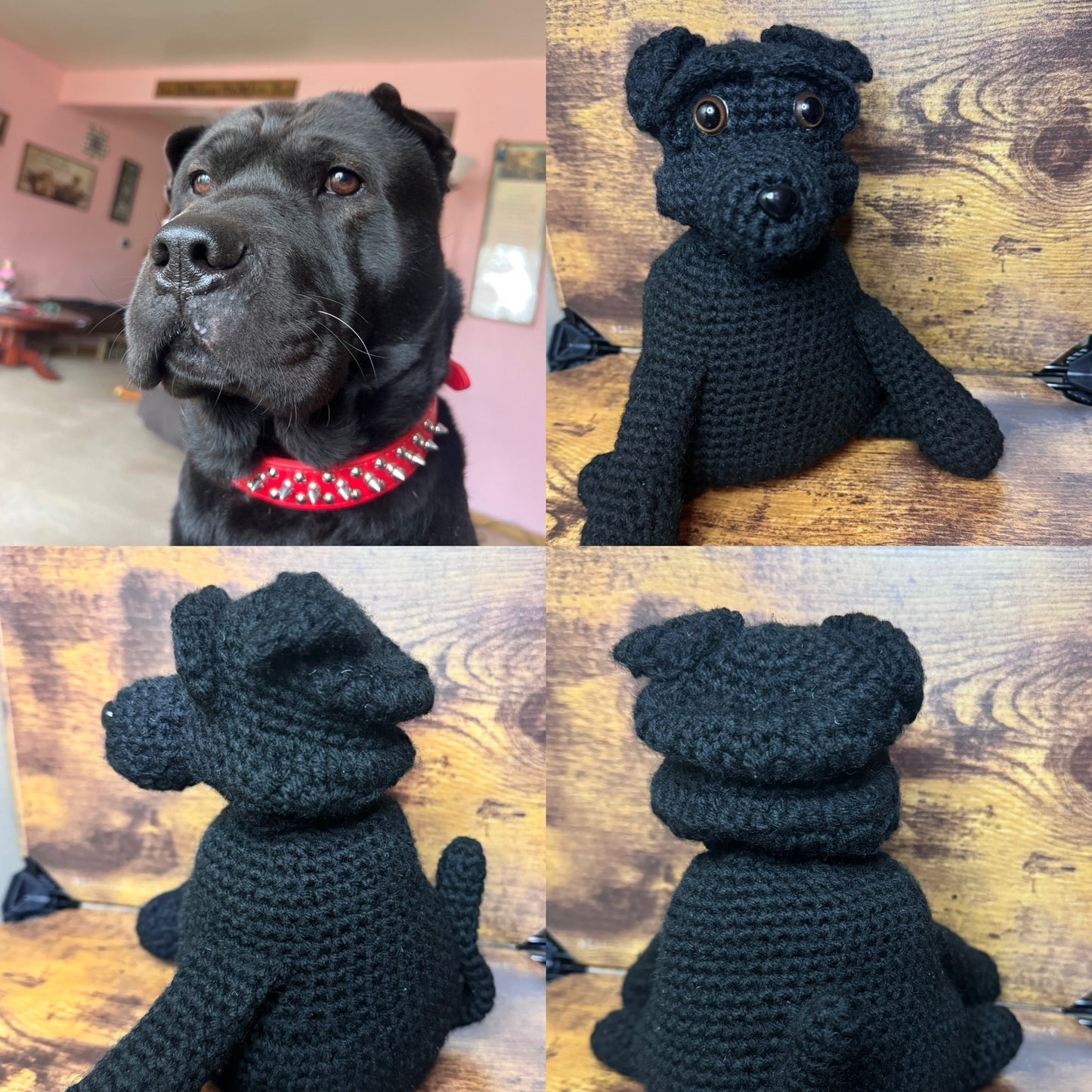 Cane Corso