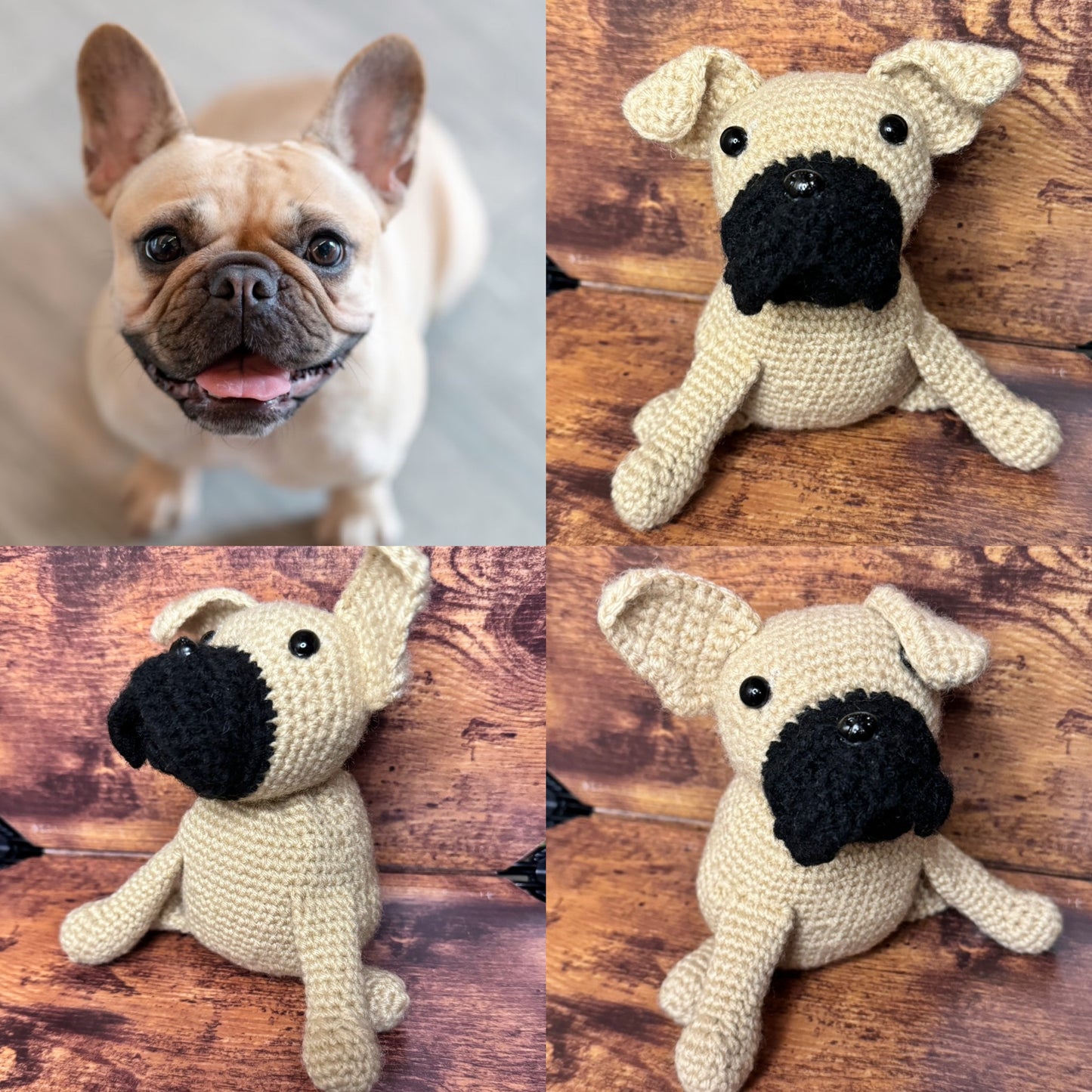 French Bulldog - Sitting