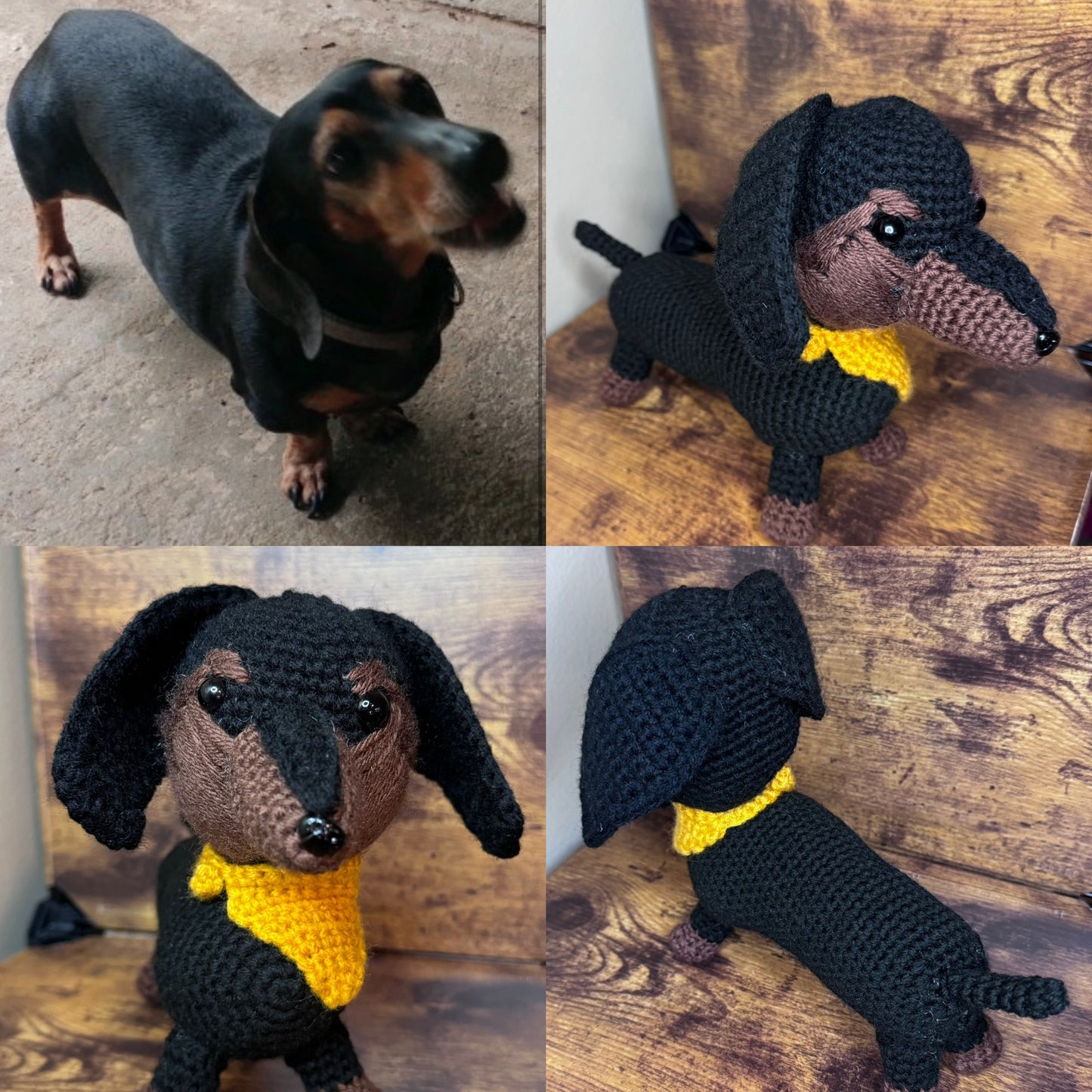 Dachshund dogs