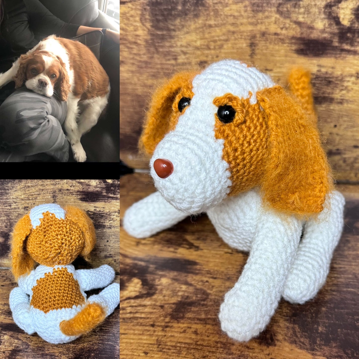 Cavalier King Charles Spaniel